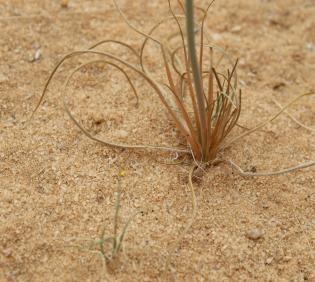 Asphodelus tenuifolius leaves