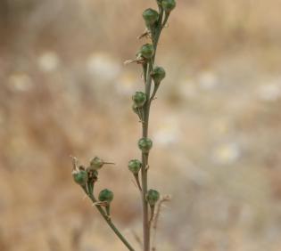 Asphodelus tenuifolius fruits