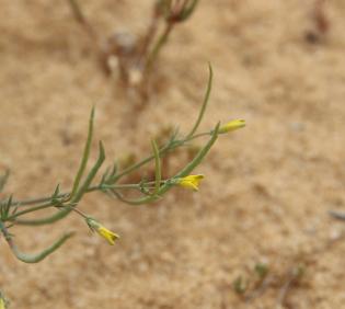 Hypecoum aegyptiacum flowers