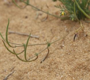 Hypecoum aegyptiacum fruits