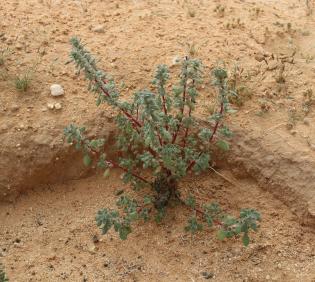 Whole plant