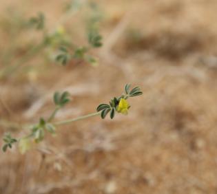 Leobordea platycarpa flower