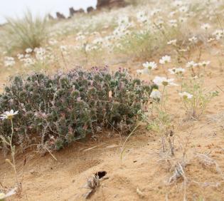 Whole plant