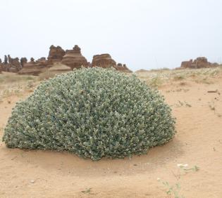 Whole plant