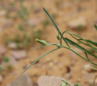 Koelpinia linearis flower