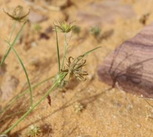 Koelpinia linearis fruit