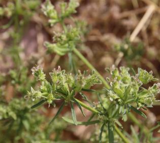 Pteranthus dichotomus flowers