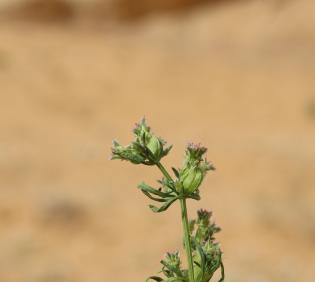 Pteranthus dichotomus flowers