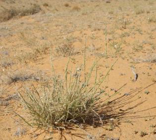 Whole plant