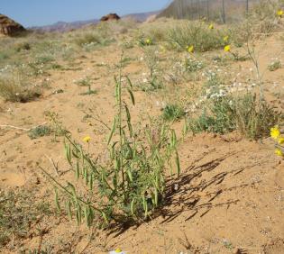Whole plant
