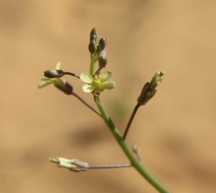 Coincya tournefortii flower
