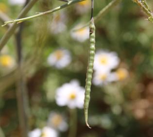 Coincya tournefortii fruit