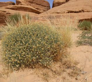 Whole plant
