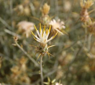 Centaurea scoparia flowers