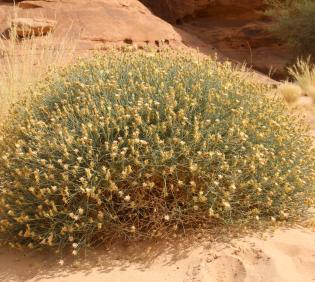 Whole plant