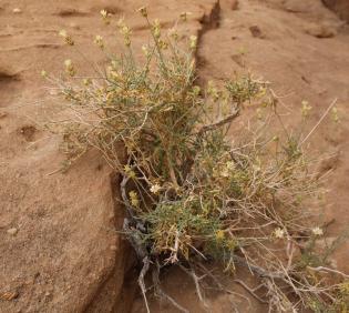 Whole plant