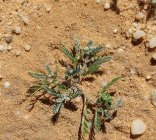 Whole plant