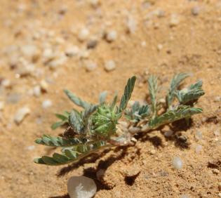Tribulus terrestris fruit