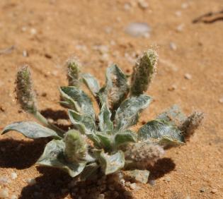 Whole plant