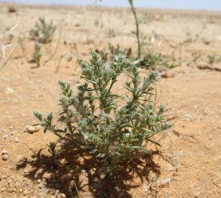 Whole plant