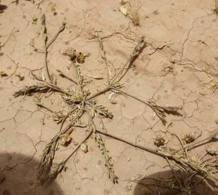 Dried Notoceras bicorne