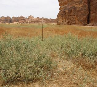 Atriplex turcomanica in an agricultural land