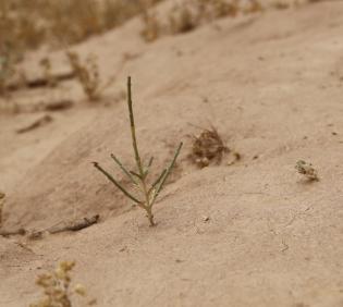 Haloxylon salicornicum seedling