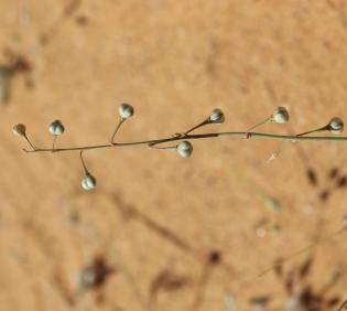 Asphodelus refractus fruits