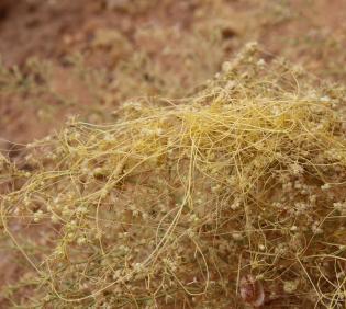 Cuscuta campestris flowers