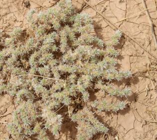 Whole plant