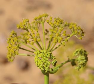 Ferula sinaica flower
