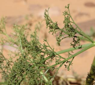 Ferula sinaica leaves