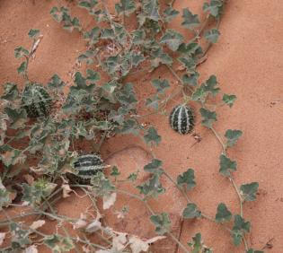 Whole plant