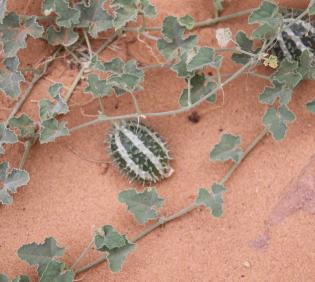 Cucumis prophetarum fruit