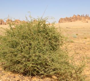 Whole plant