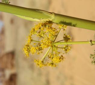 Ferula sinaica flowers