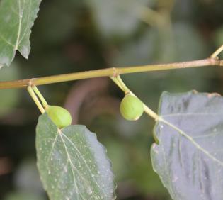 Ficus palmata fruits