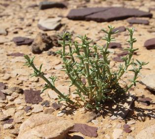 Small Anabasis setifera