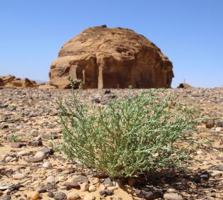 Whole plant