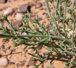Leaves of Anabasis setifera