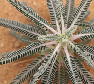 Astragalus sieberi leaves