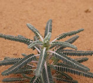 Astragalus sieberi leaves