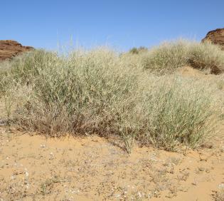 Whole plant