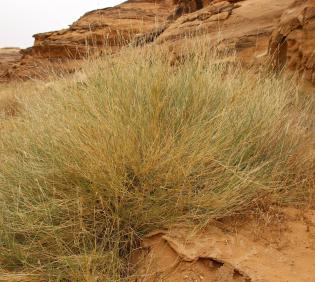 Whole plant