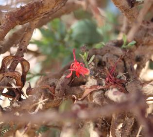 Plicosepalus acaciae flowers