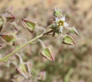Trichodesma africanum flowers