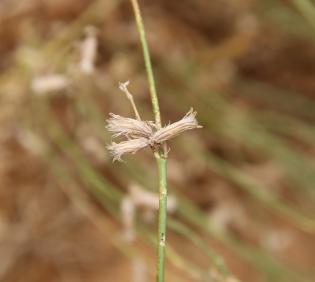 Launaea nudicaulis fruits
