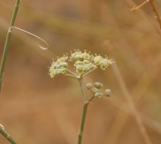 Deverra triradiata flowers