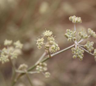 Deverra triradiata flowers