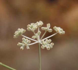 Deverra triradiata flowers